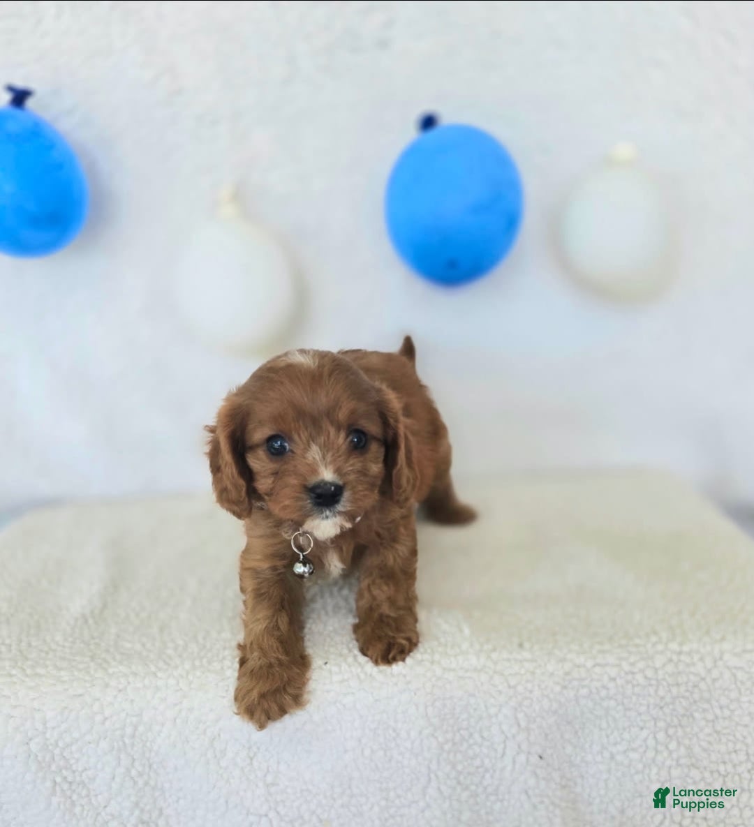 Cavapoo dogs for sale: Bruce - Image 20