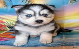 Pomsky dogs for sale: Mystique - Image 5