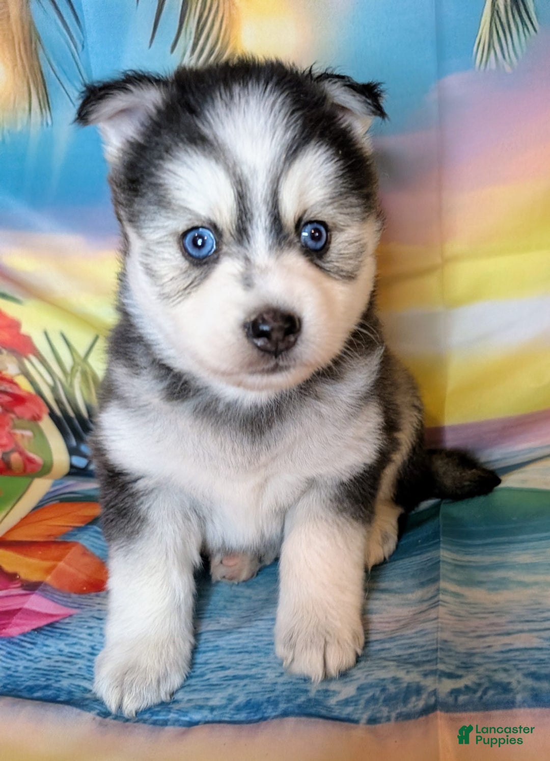 Pomsky dogs for sale: Mystique - Image 5