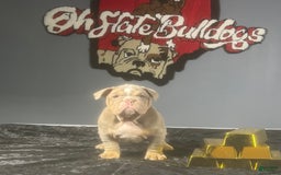 English Bulldog dogs for sale: Boom - Image 2