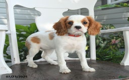 Cavalier King Charles Spaniel dogs for sale: Brookie - Image 8
