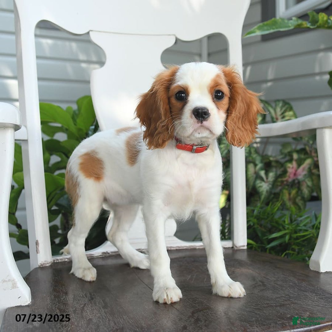 Cavalier King Charles Spaniel dogs for sale: Brookie - Image 8