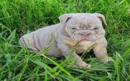 English Bulldog dogs for sale: Lyla - Image 12