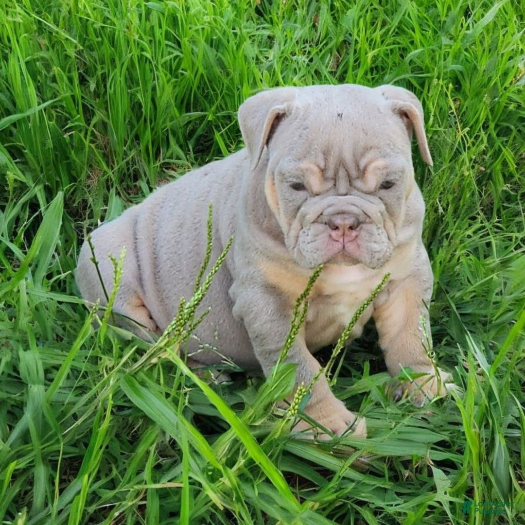 English Bulldog dogs for sale: Lyla - Image 12