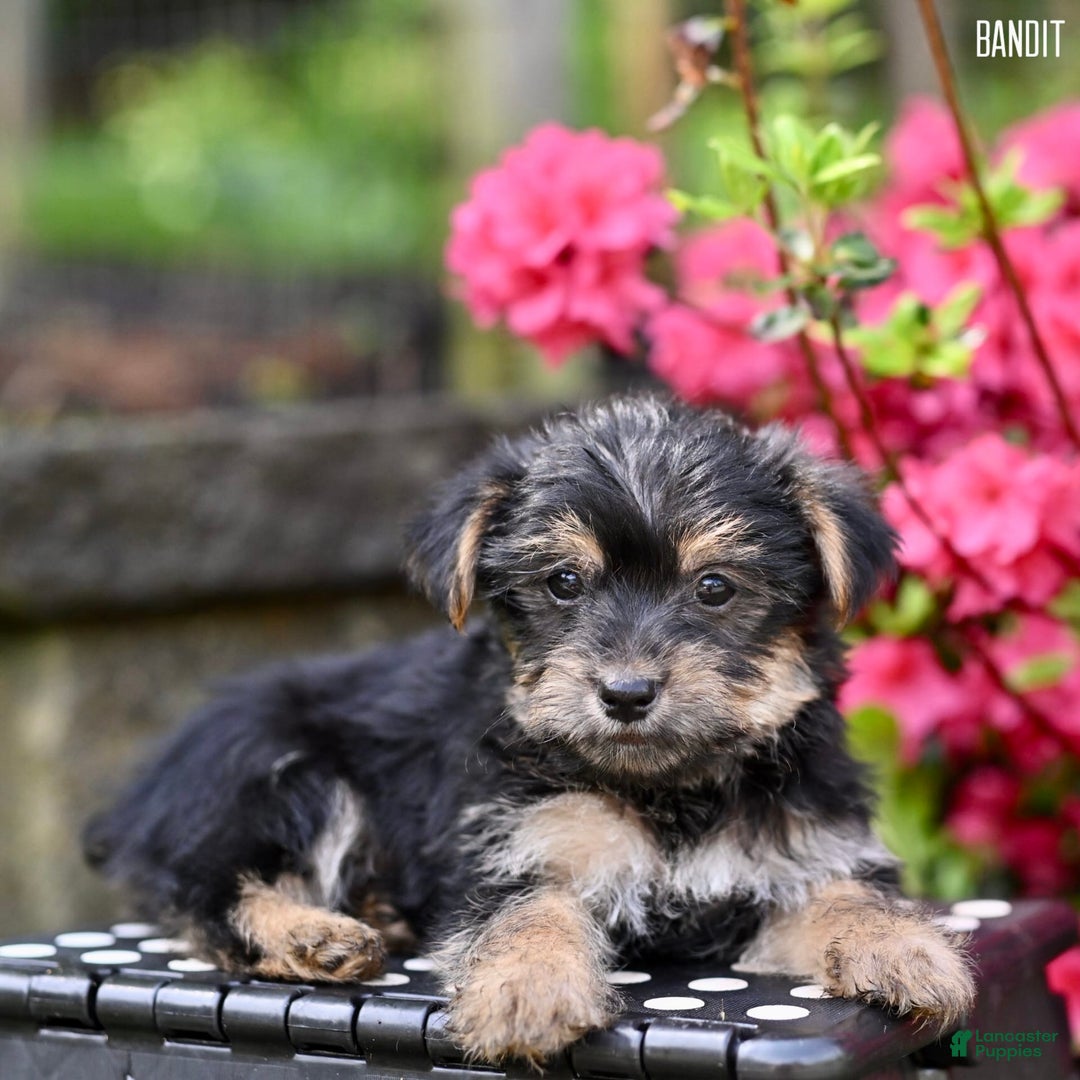 Morkie dogs for sale: Bandit - Image 4