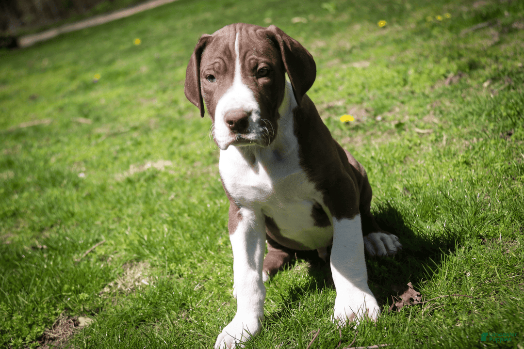 Great Dane dogs for sale: Jack - Image 19