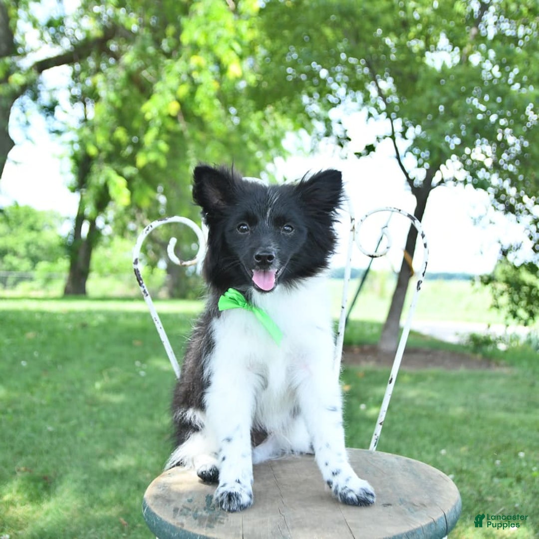 Pomeranian dogs for sale: Cody - Image 11