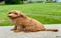 Mini Goldendoodle dogs for sale: Lemon - Image 11