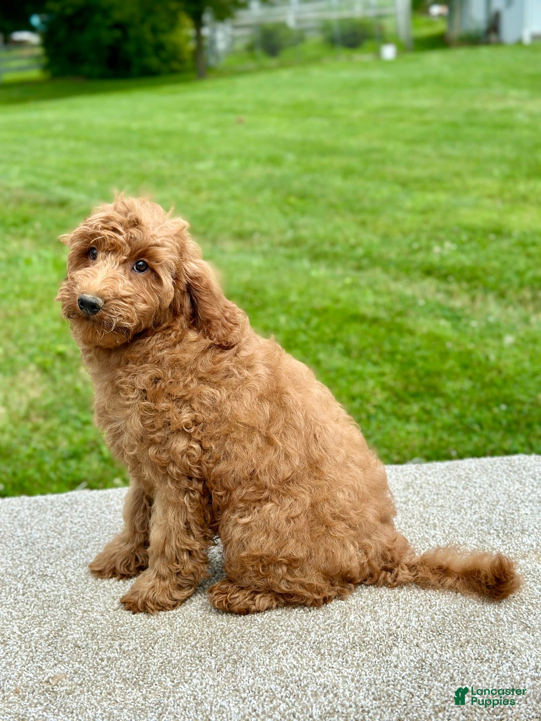 Mini Goldendoodle dogs for sale: Lemon - Image 11