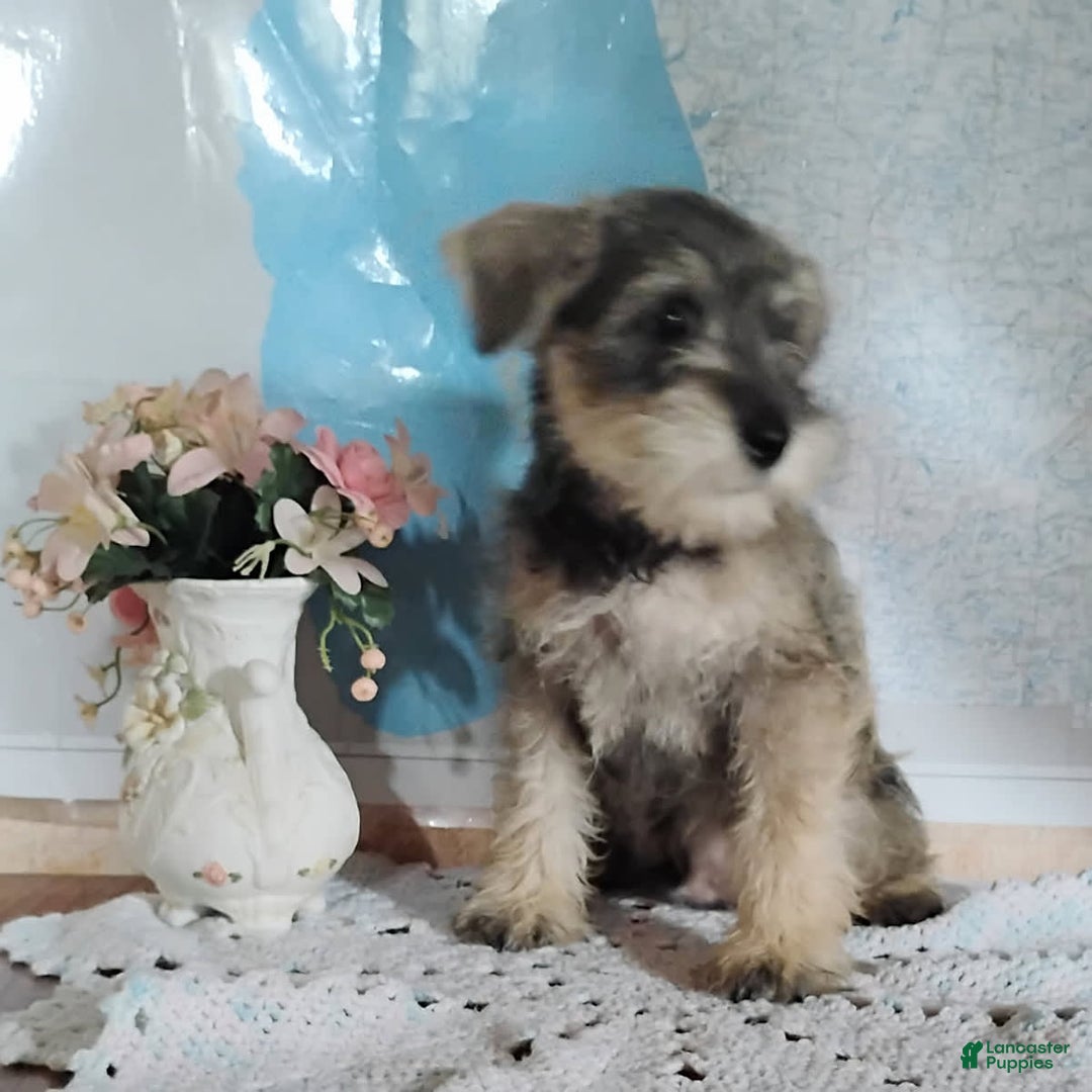 Miniature Schnauzer dogs for sale: Charlie - Image 2