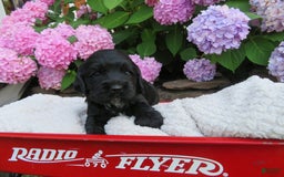 Cocker Spaniel dogs for sale: Leo - Image 1