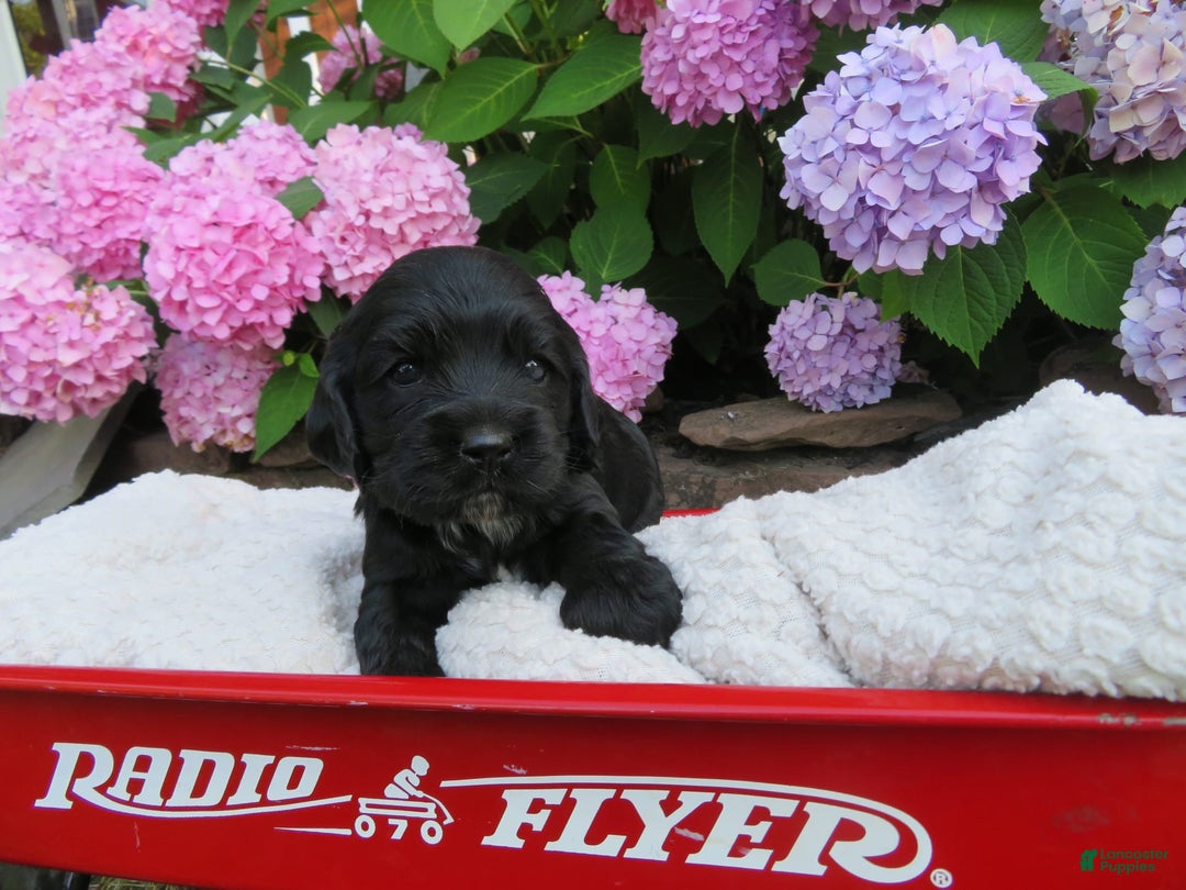 Cocker Spaniel dogs for sale: Leo - Image 1