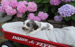 Cocker Spaniel dogs for sale: Zadi - Image 6