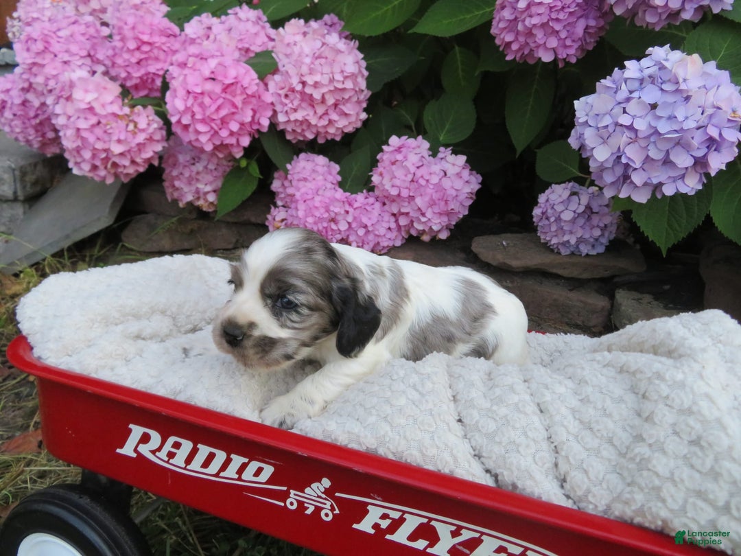 Cocker Spaniel dogs for sale: Zadi - Image 6
