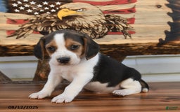 Beagle dogs for sale: Bobby - Image 5