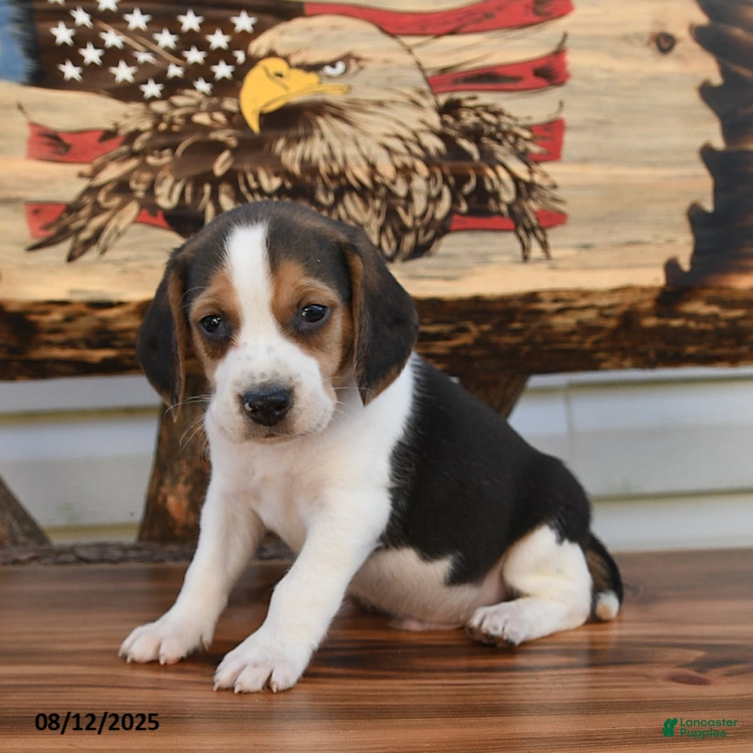 Beagle dogs for sale: Bobby - Image 5