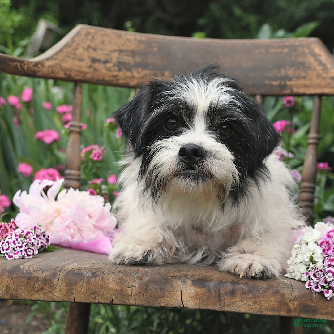 Jack Russell Terrier dogs for sale: Brian - Image 6