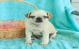 Pug dogs for sale: Penny - Image 4