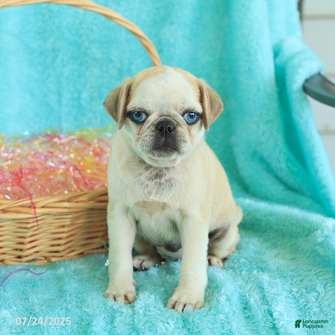 Pug dogs for sale: Penny - Image 4