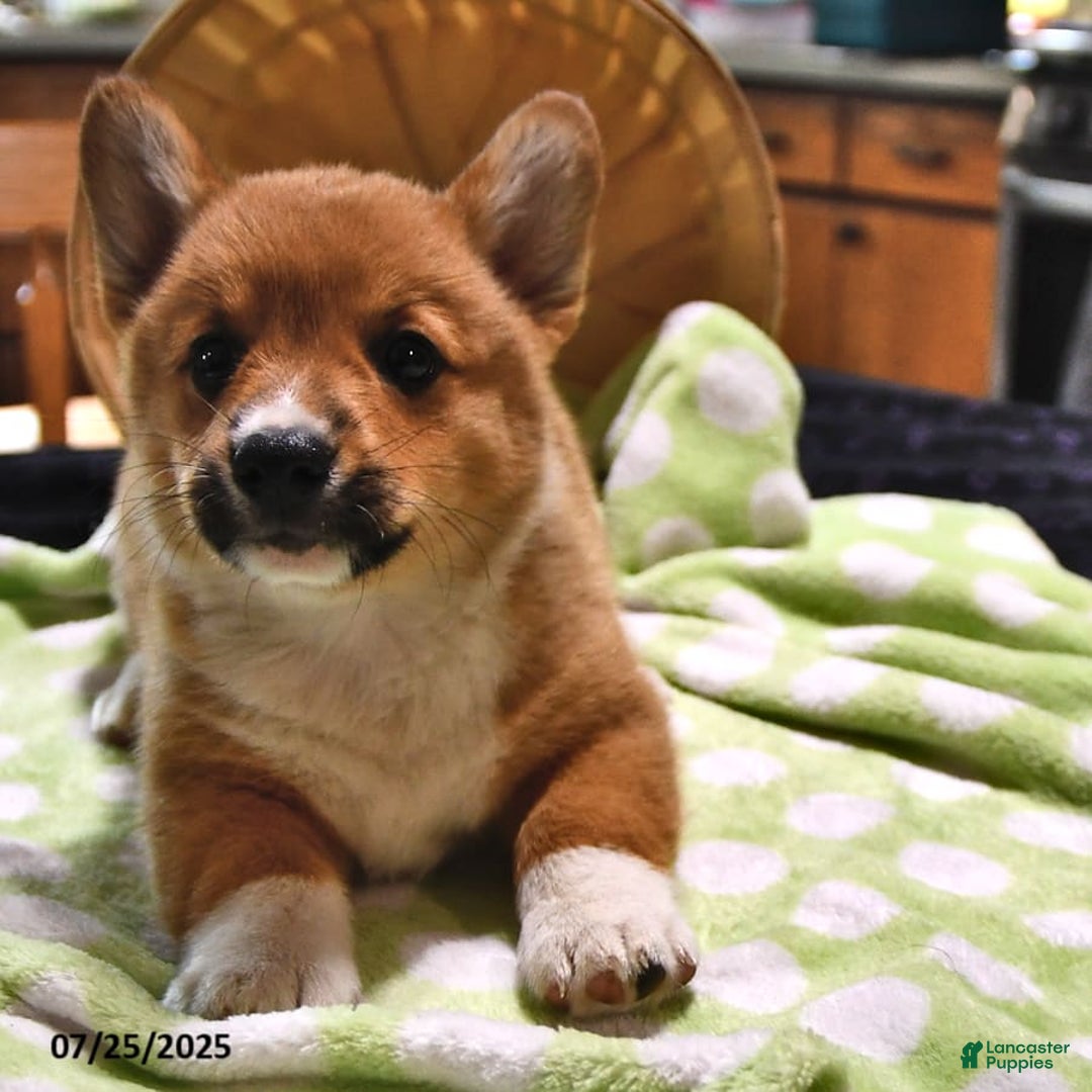 Welsh Corgi Pembroke dogs for sale: Tj - Image 10