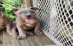 American Bully dogs for sale: Coolade - Image 7