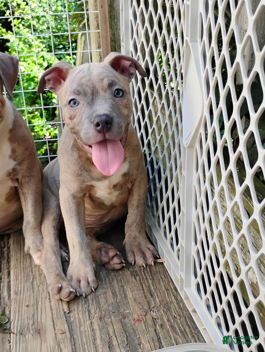 American Bully dogs for sale: Coolade - Image 7