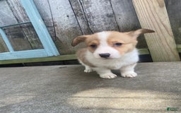 Welsh Corgi Pembroke dogs for sale: Octavia - Image 4