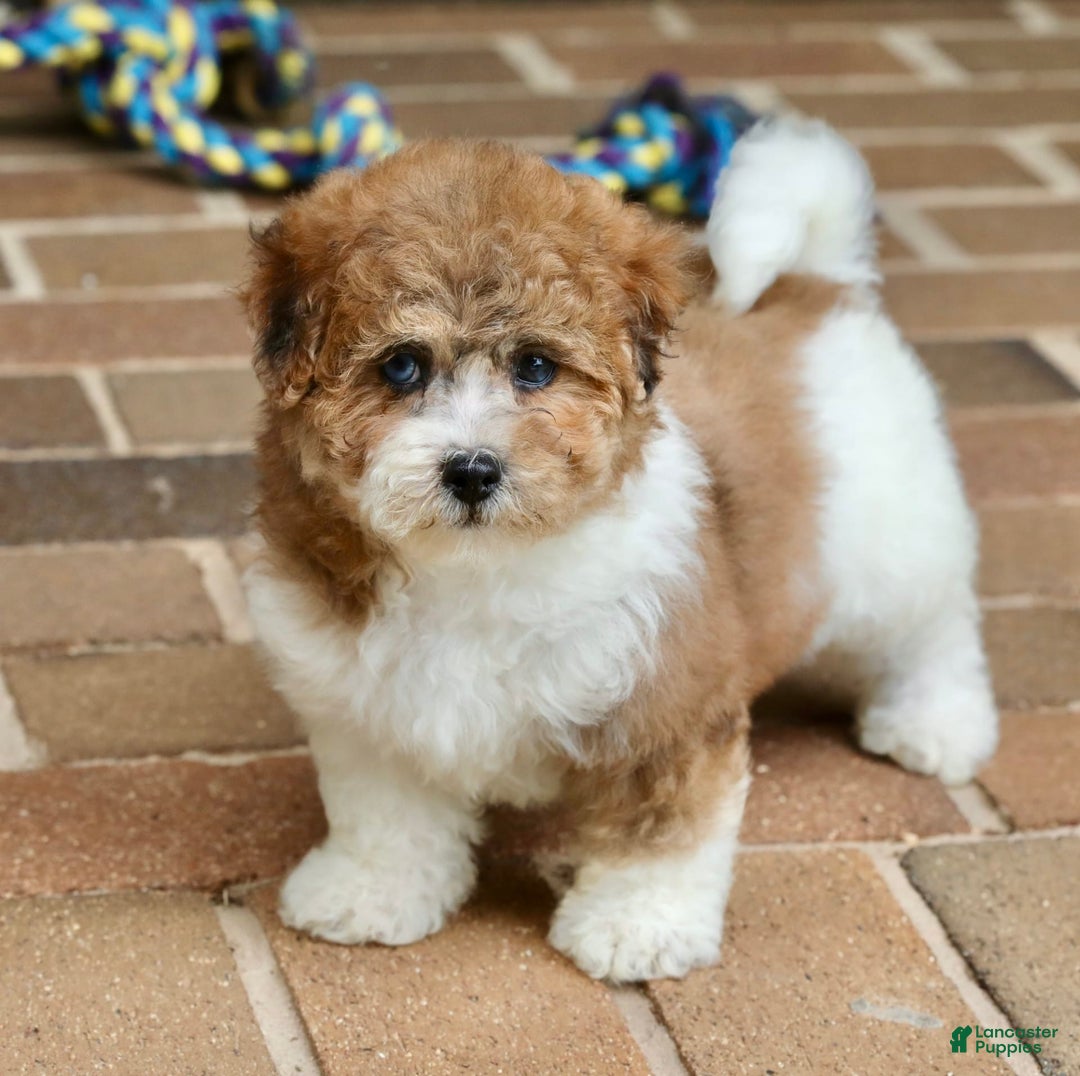 Shihpoo dogs for sale: Sophie - Image 4