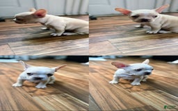 French Bulldog dogs for sale: Bluey - Image 4