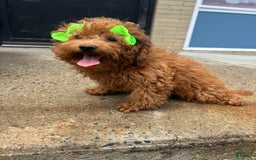 Mini Goldendoodle dogs for sale: Minnie - Image 2