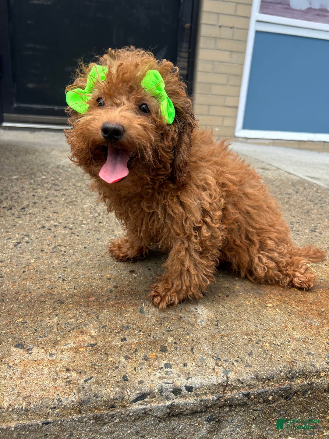 Mini Goldendoodle dogs for sale: Minnie - Image 2