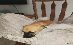 German Shepherd dogs for sale: Shep - Image 2