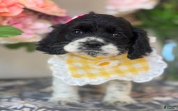 Cocker Spaniel dogs for sale: Lola - Image 3