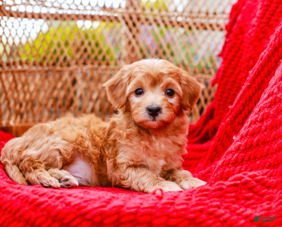 Havapoo dogs for sale: Vinny - Image 8