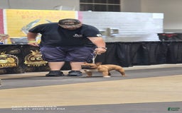 French Bulldog dogs for sale: Raider - Image 42