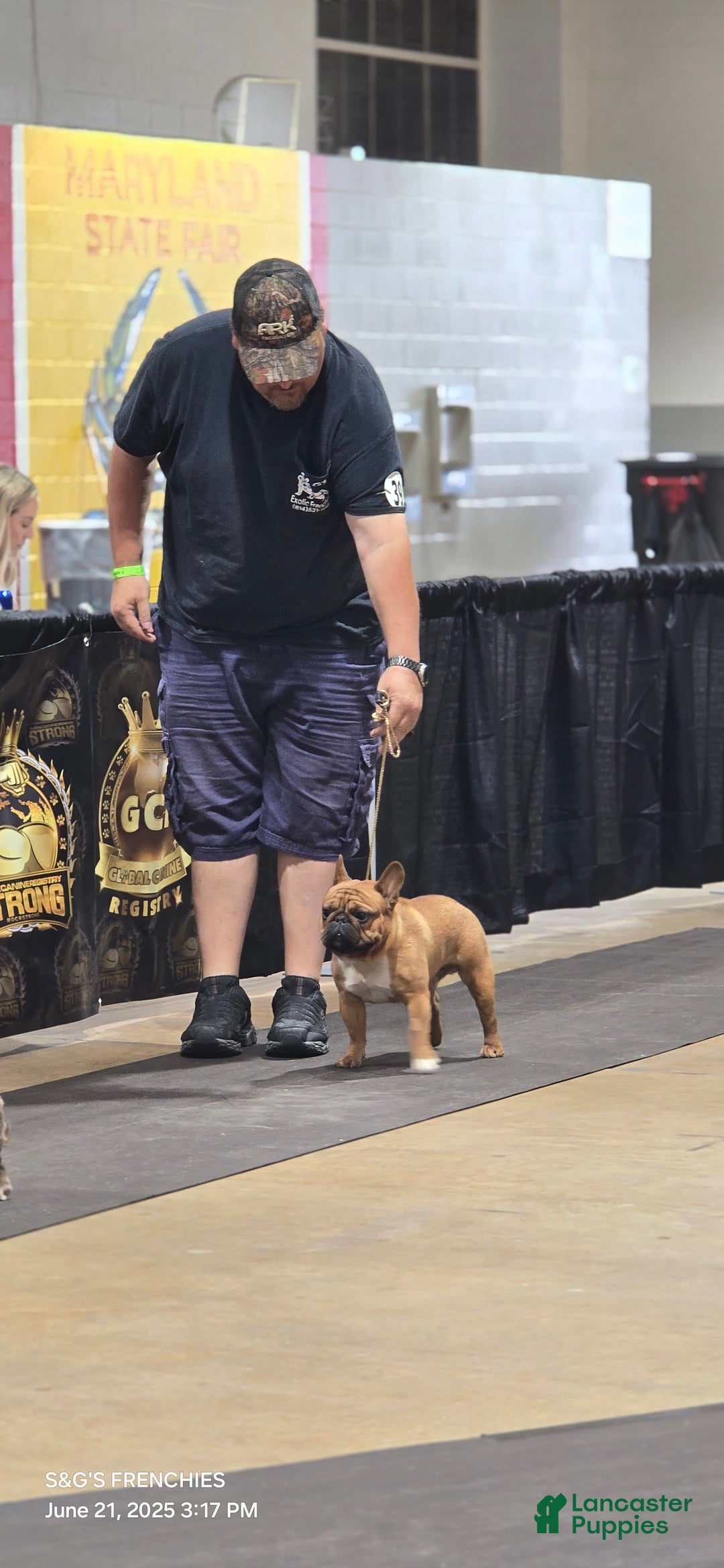 French Bulldog dogs for sale: Raider - Image 42