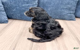 Cavapoo dogs for sale: Raven - Image 2