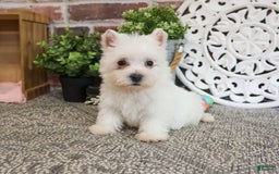 West Highland Terrier dogs for sale: West Highland White Terrier 2 puppies - Image 11