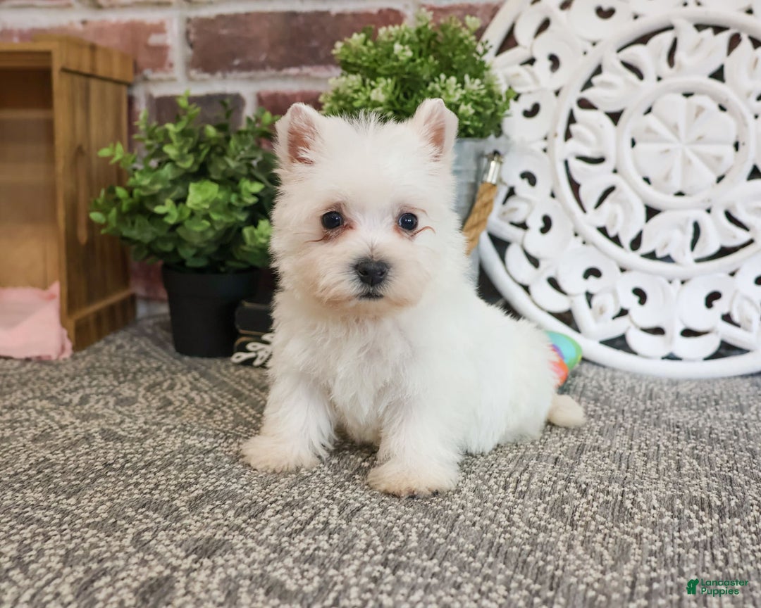 West Highland Terrier dogs for sale: West Highland White Terrier 2 puppies - Image 11