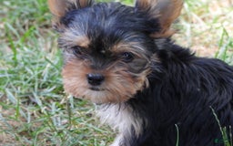 Yorkshire Terrier dogs for sale: Tt - Image 20