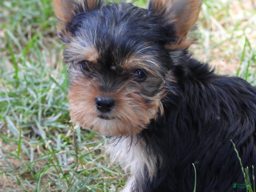 Yorkshire Terrier dogs for sale: Tt - Image 20