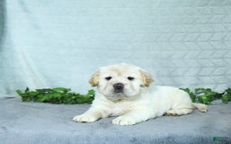 Mini Hippo dogs for sale: Bella - Image 8
