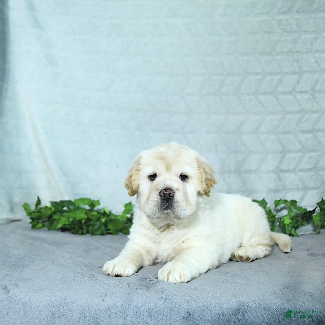 Mini Hippo dogs for sale: Bella - Image 8