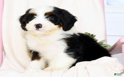 Mini Bernedoodle dogs for sale: Theo - Image 7