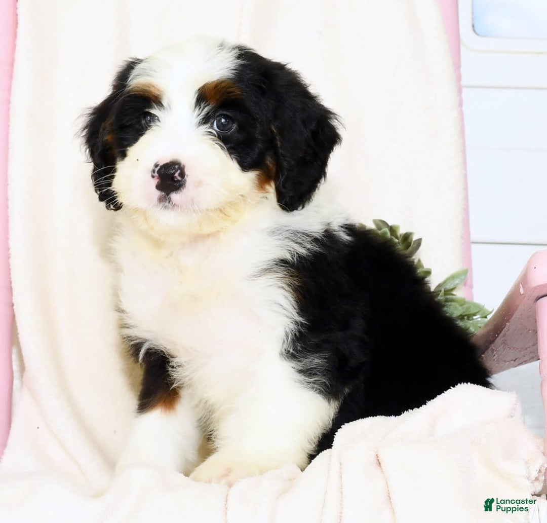 Mini Bernedoodle dogs for sale: Theo - Image 7