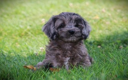 Cockapoo dogs for sale: Mackenzie - Image 2