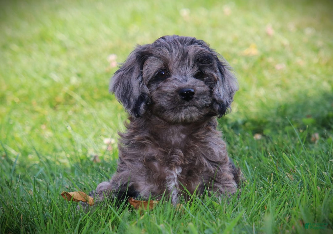 Cockapoo dogs for sale: Mackenzie - Image 2