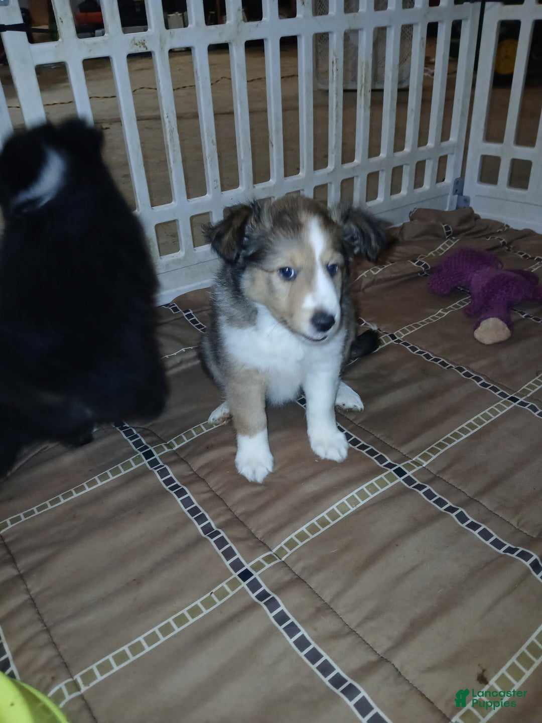 Shetland Sheepdog dogs for sale: Benny - Image 1