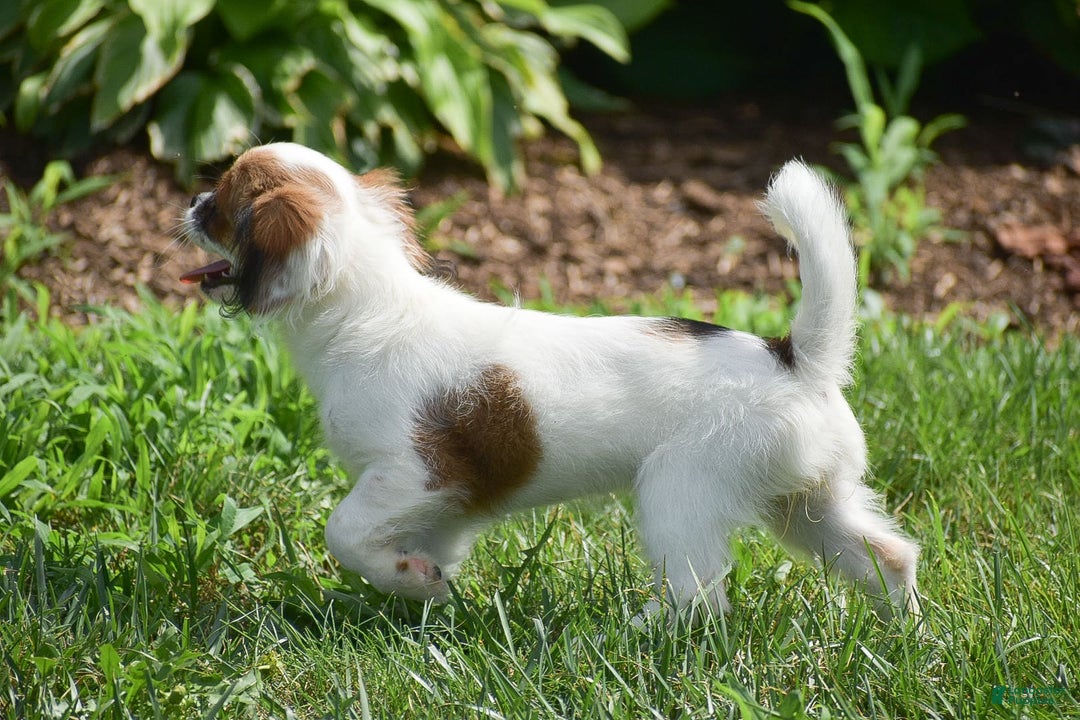 Cavapoo dogs for sale: Megan - Image 8