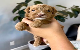 Mini Goldendoodle dogs for sale: Theo - Image 4